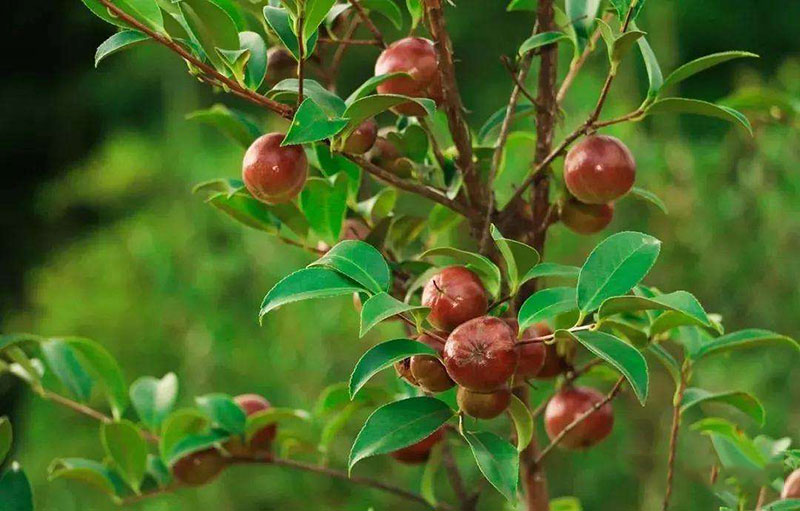 湖北山茶油廠家