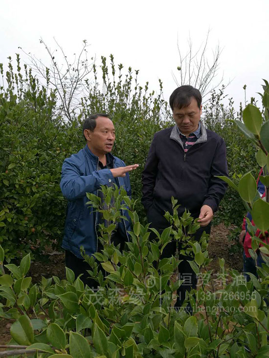 湖北有機(jī)山茶油