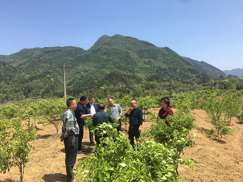 湖北有機(jī)山茶油