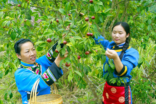 湖北有機(jī)山茶油